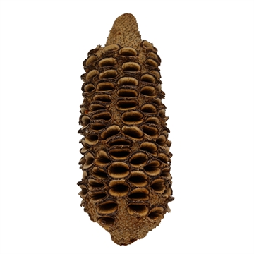 Banksia Nöt