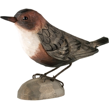 Träd Fågel Wildlife - Strömstare