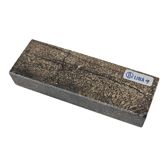 Dinosaurieben Stabiliserat - 23x40x120 mm