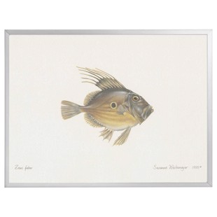 Litografi med ram - Sanktpetersfisk