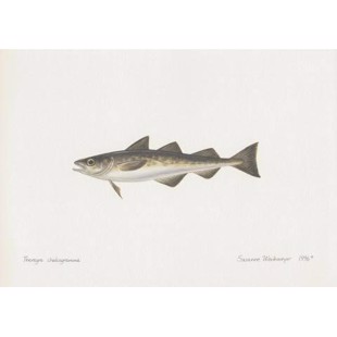 Alaska Pollock Litografi