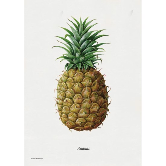 Ananas Litografi