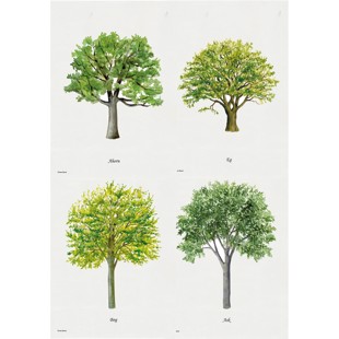 Träd Litografi - 4 st