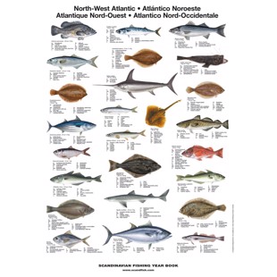 Nordvästra Atlantens Fisk Plansch