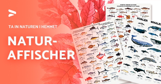 Affischer ScandPosters