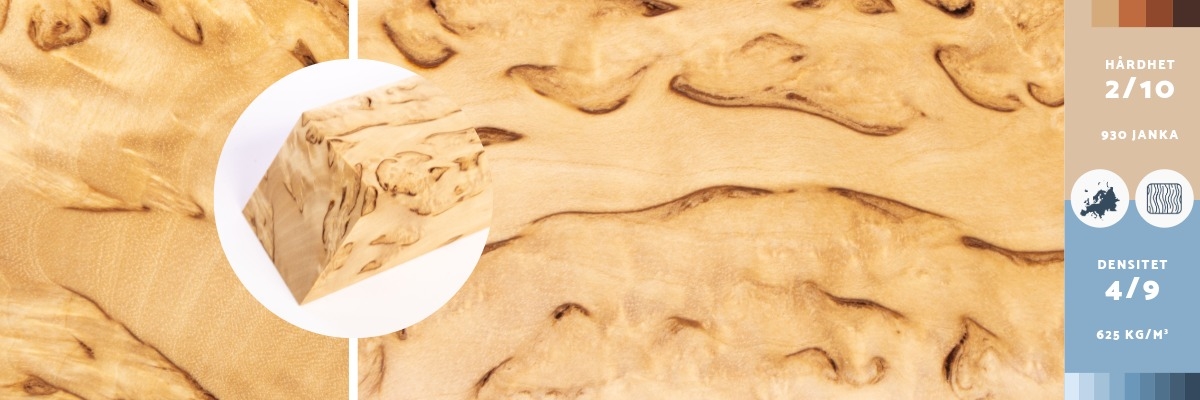 Träslaget rotbjörk